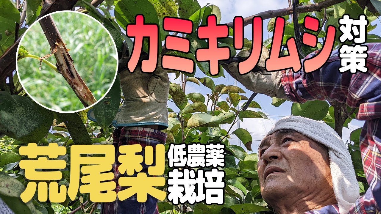 カミキリムシの被害｜最大限農薬を使用しない高塚成生の荒尾梨（自然栽培米専門店ナチュラルスタイル）