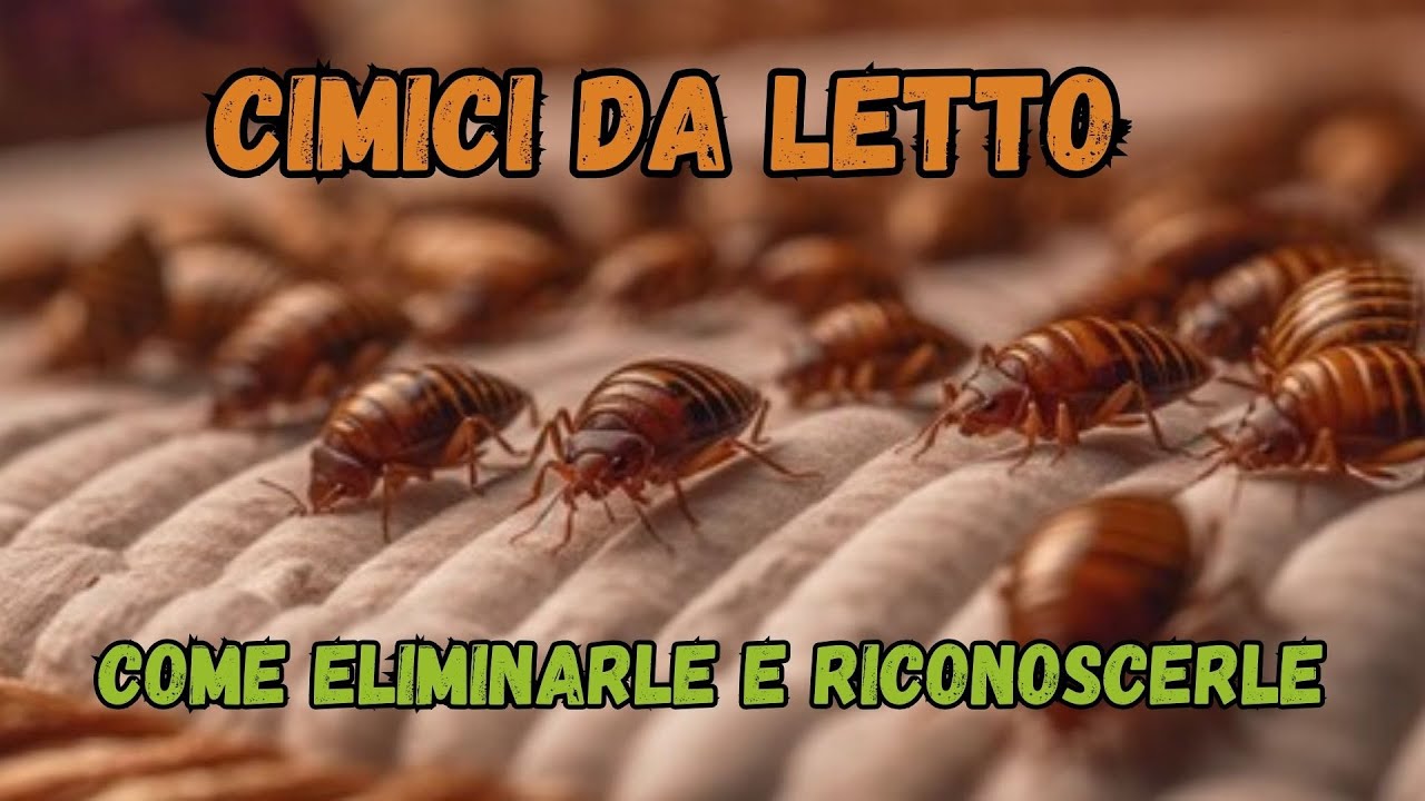 le cimici dei letti come trovarle ed eliminarle | sconfiggi le cimici da letto ora!