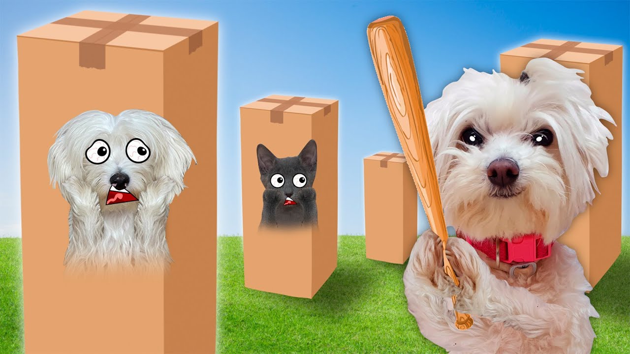 JUEGO A LAS ESCONDIDAS EXTREMAS EN CASA CON PERROS Y GATOS !!