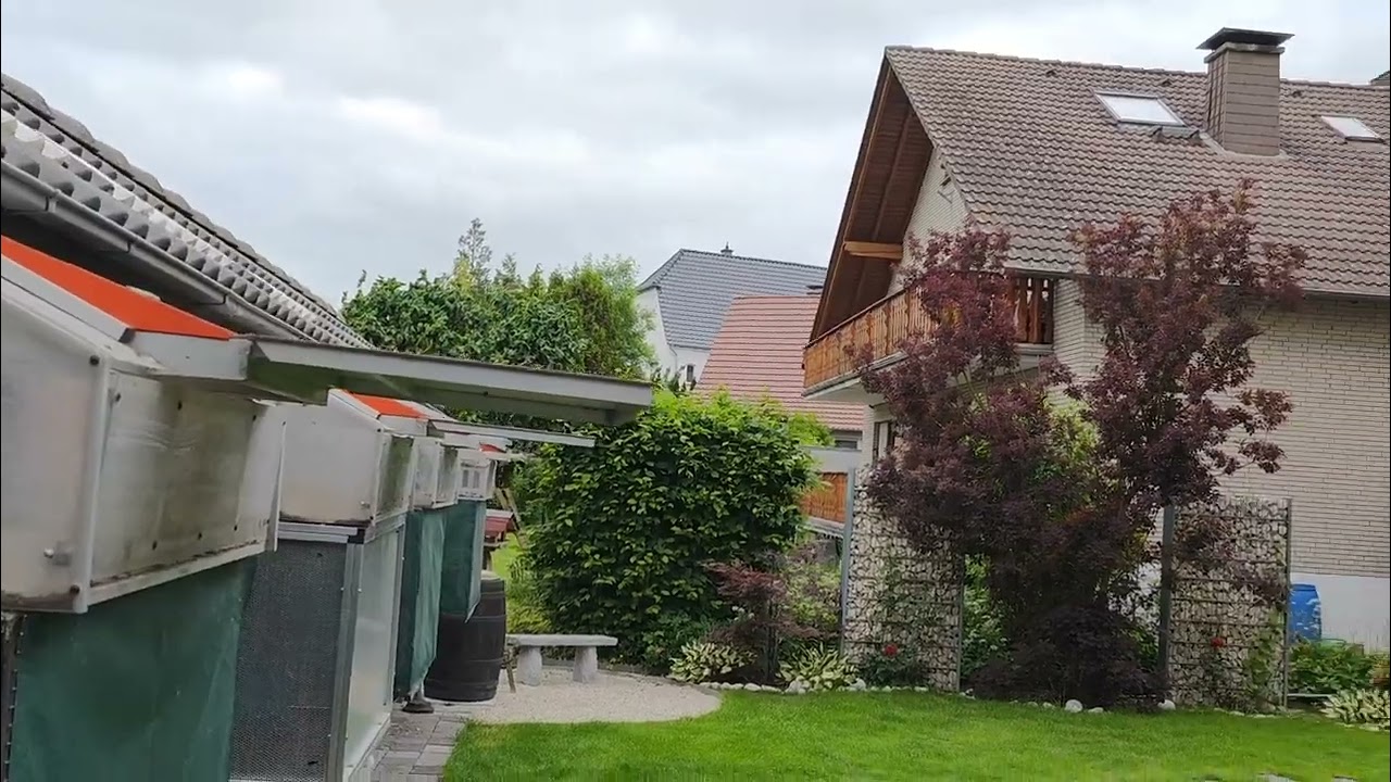 Der 5. Preisflug 2024 / 5. pigeon race