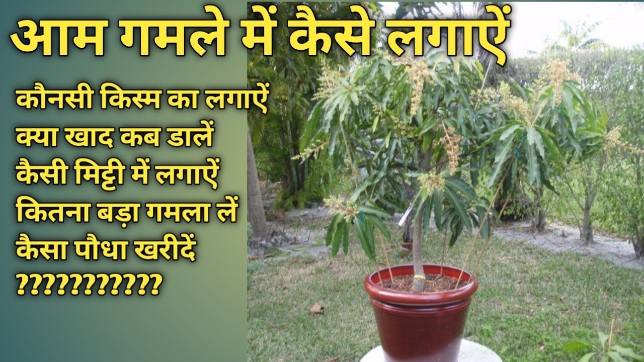 गमलों में आम लगाने का सबसे आसान तरीका जो नर्सरी में मैं प्रयोग करता हूँ