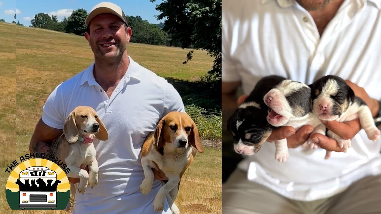 Amazing updates on the beagles saved from lab testing and a very special surprise at the end