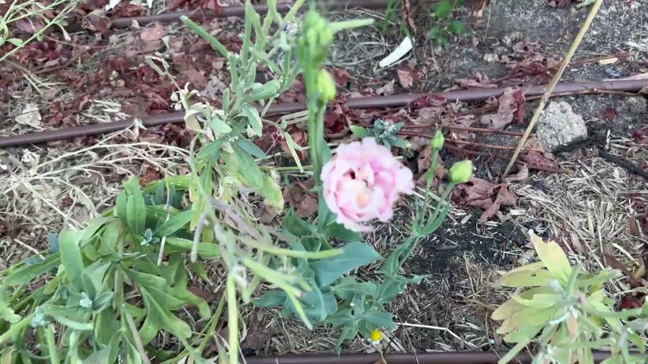 Late Summer Garden Tour – 15th February 2026