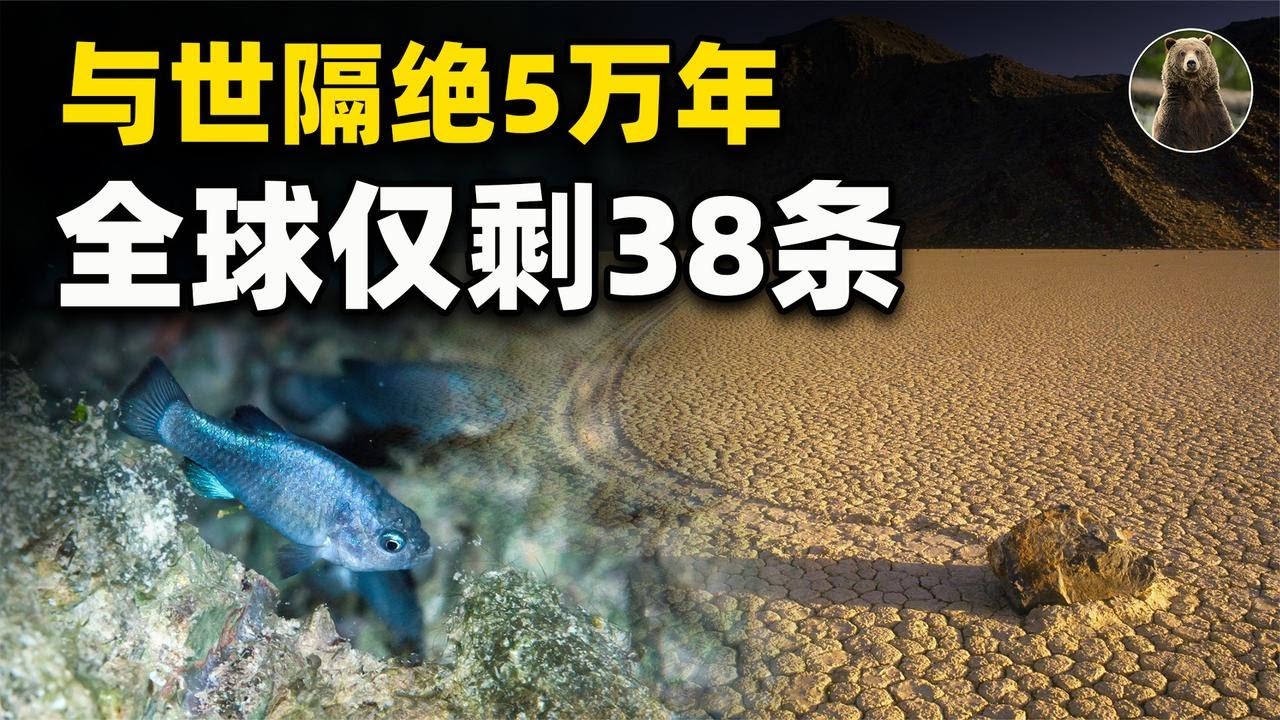 与世隔绝50000年！全球仅剩38条，魔鳉鱼生命力有多顽强？【万物灵】