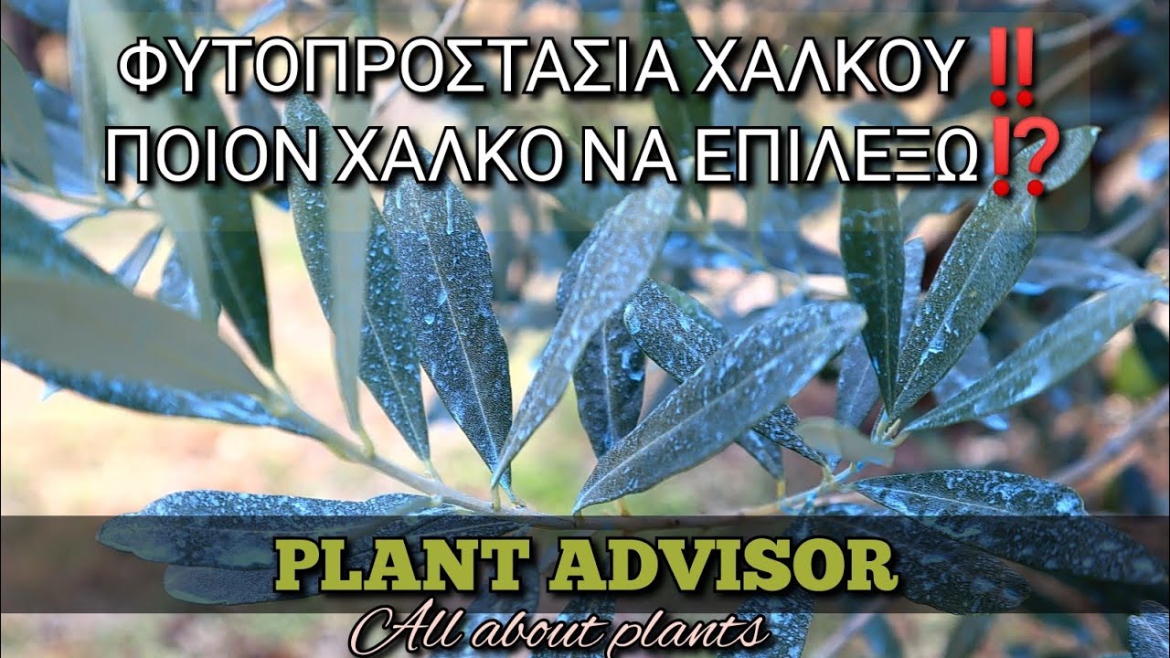 Φυτοπροστασία Χαλκού‼️ Ποιόν χαλκό να επιλέξω ⁉️Plant Advisor Greece