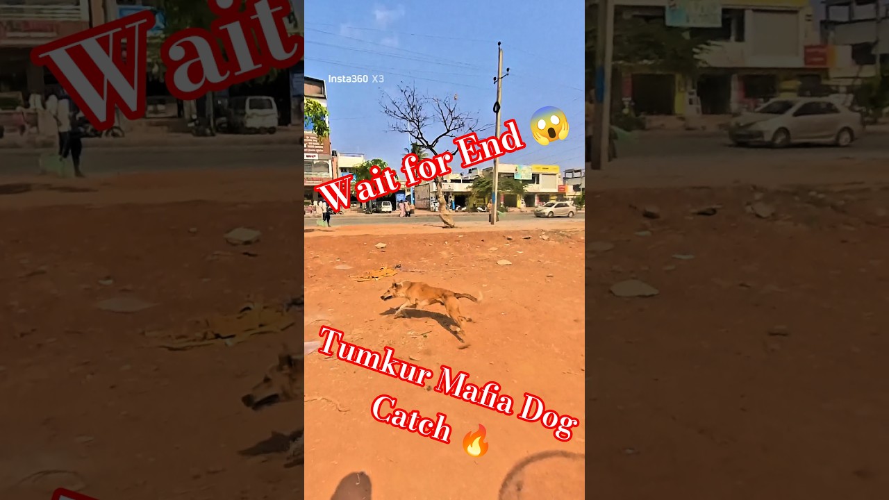 Tumkur City Mafia Dog Catch #dog #dogwithpublicsafety #goku #ytviral #pets #dogshorts #shorts