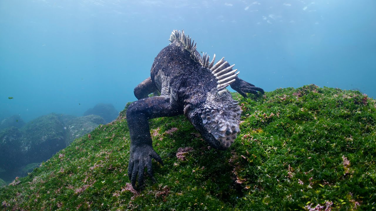 Galapagos Marine Iguana & Giant Tortoise 8K RED RAPTOR Stock Footage Reel