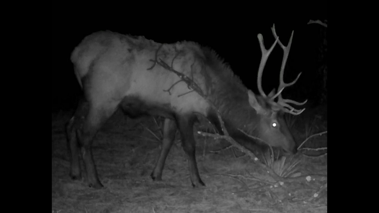 Bull elk scenting branch sniffing western Nebraska Dec 2025 5pm