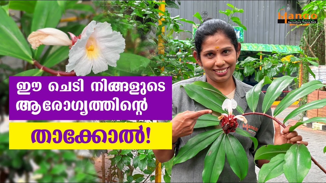 ഗർഭനിരോധന ഗുളികകളിൽ ഈ ചെടിക്ക് എന്താണ് കാര്യം? #Costus speciosus #video #mangomeadowskerala