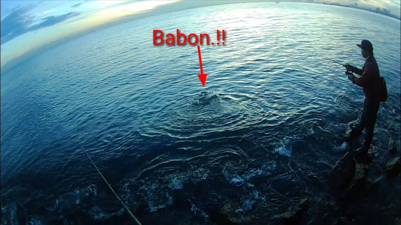 Strike babon Barracuda,, &iexcl;&iexcl;!  Mancing casting pagi di muara baru