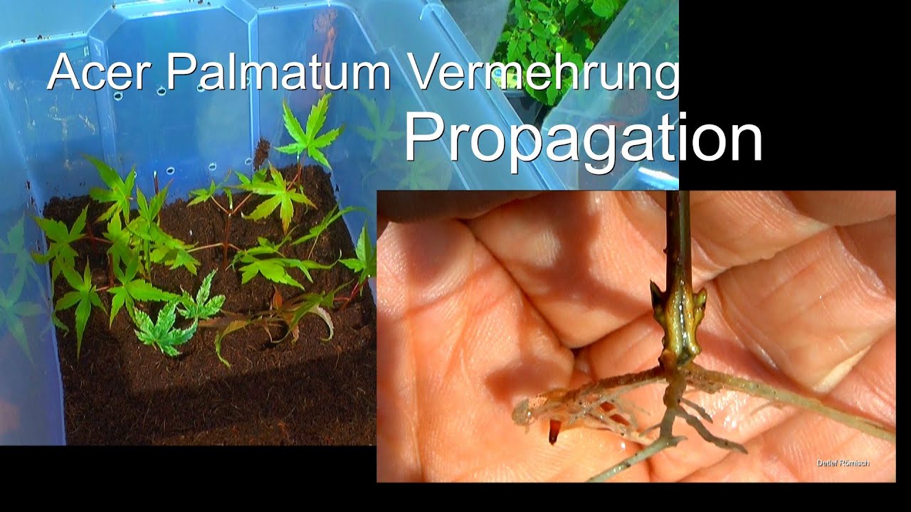 Acer Palmatum Stecklinge bewurzelt und neue Stecklinge vom Fächerahorn Japanischen Ahorn machen