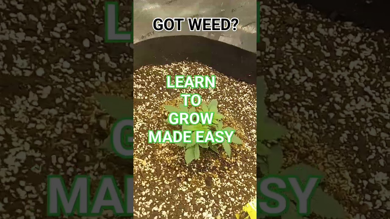 Joe's Grows  learn to grow