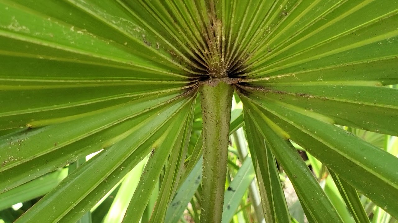 Saw Palmetto & Cabbage Palm Plant ID - Learn the Difference