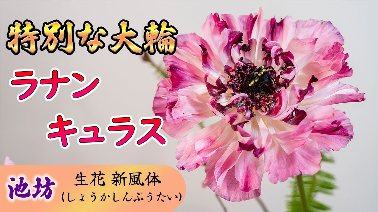 直径１８ｃｍ驚きの大輪ラナンキュラス、スーパーローヌを華道家が生ける│池坊 生花新風体。