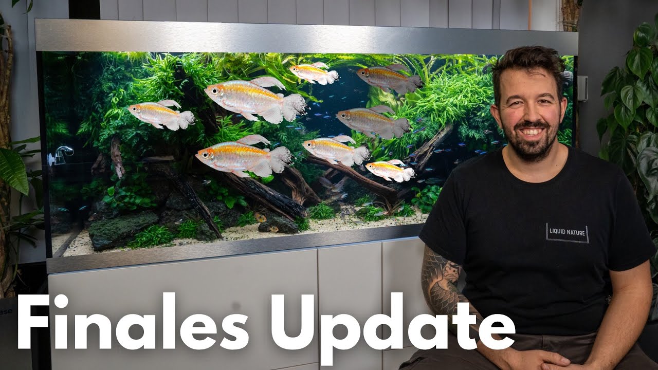 Finales Update vom High-End 600L Diskus Aquascape! | Liquid Nature