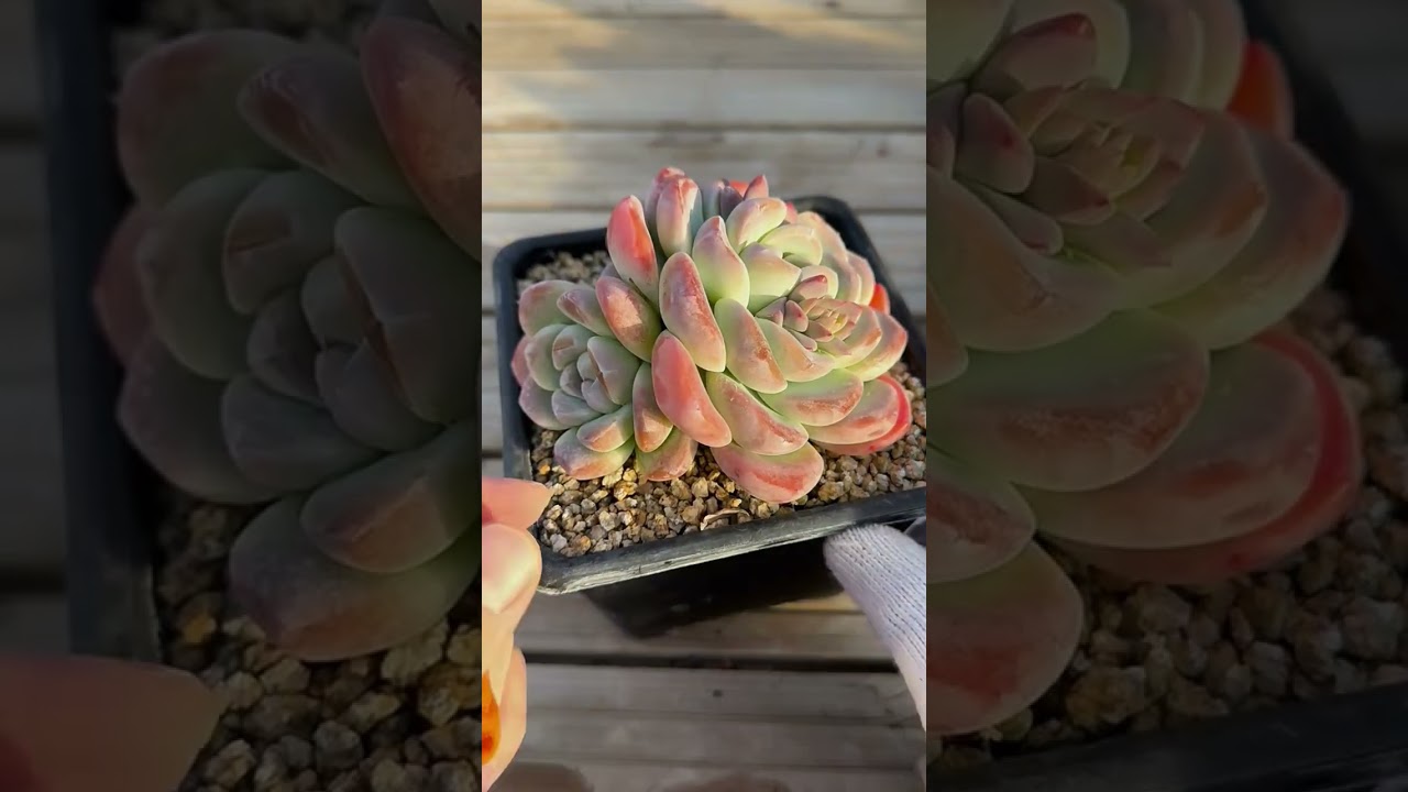 How to Give Succulents the Right Amount of Sunlight | Expert Tips