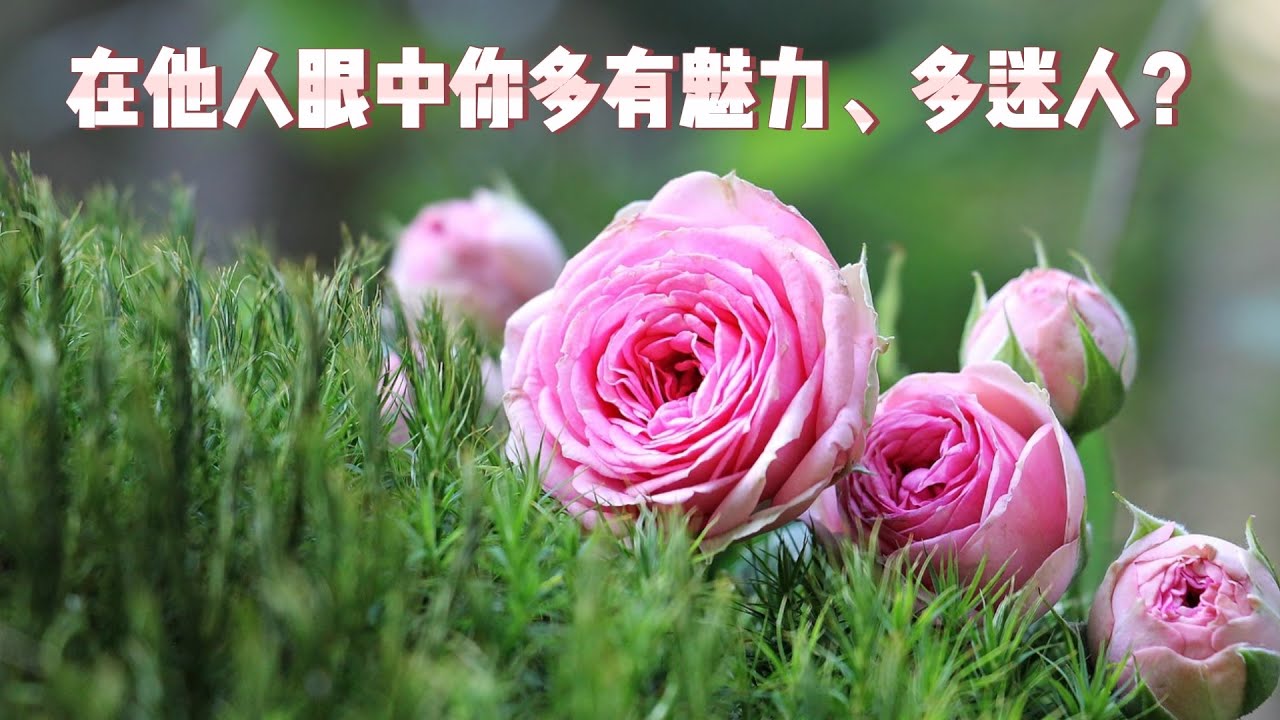 在他人眼中你多有魅力、多迷人？探索他人视角下的你！你在他人眼中的形象大解析！他人眼中的你是怎樣的存在？心怡塔羅占卜