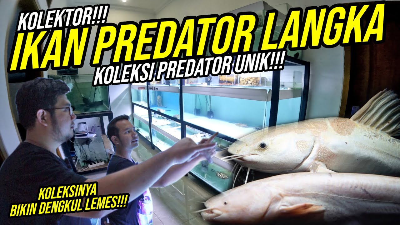 HABIS MILIARAN!!! KOLEKSI IKAN PREDATOR LANGKA DAN UNIK!!! - HOBBIES SULTAN PREDATOR BOGOR!!!