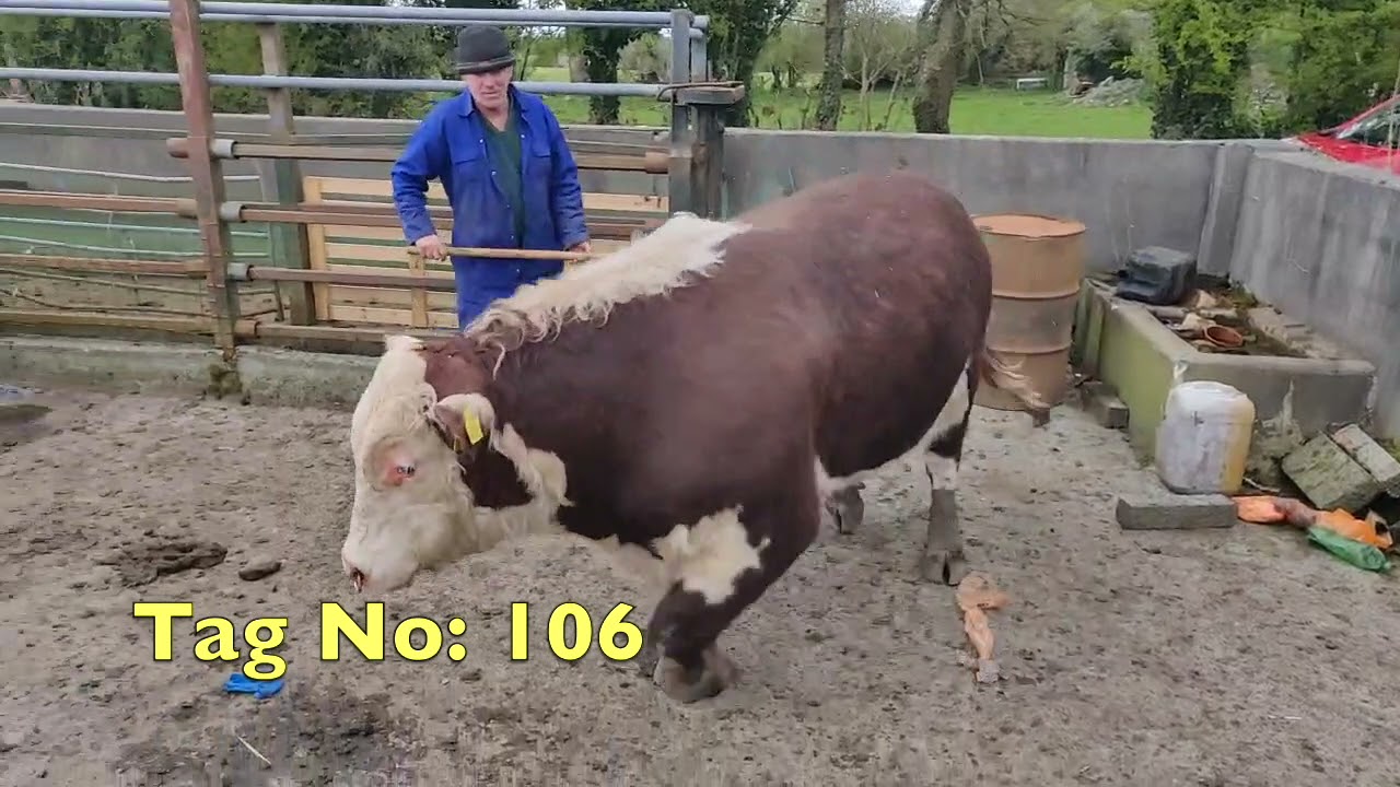 Feevagh Hereford Bulls
