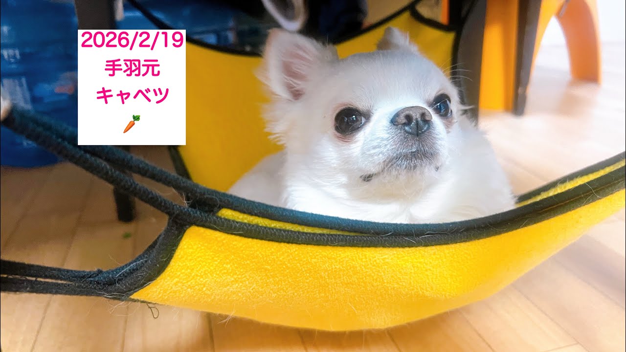 ラッキー⭐️と北斗⭐️今日も元気にいただきます❤️❤