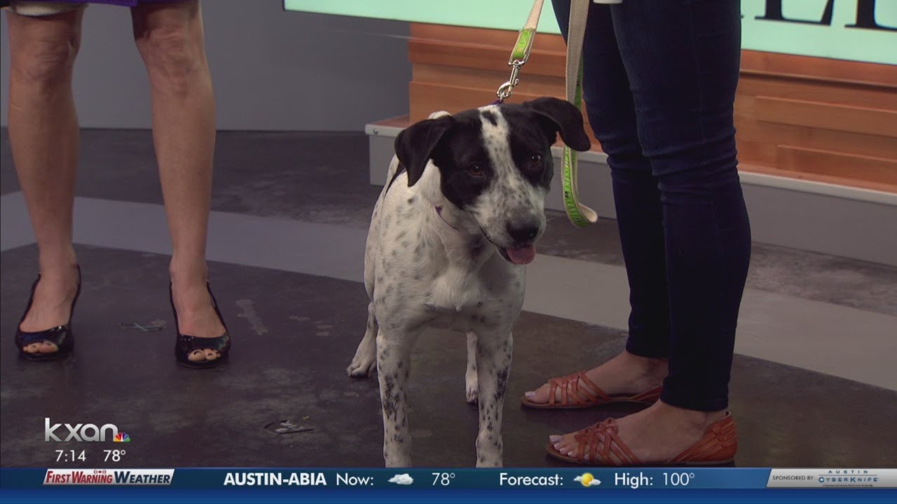 Austin Humane Society hopes to adopt out 100-plus pets