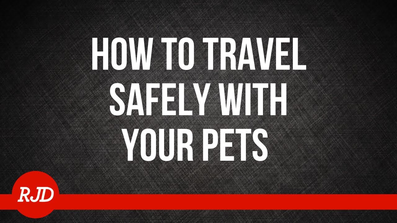How to Travel Safe With Your Pets This Holiday Season