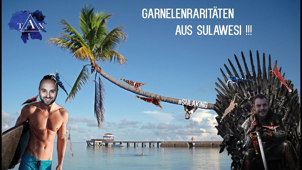 GARNELENRARITÄTEN aus SULAWESI! /TAX