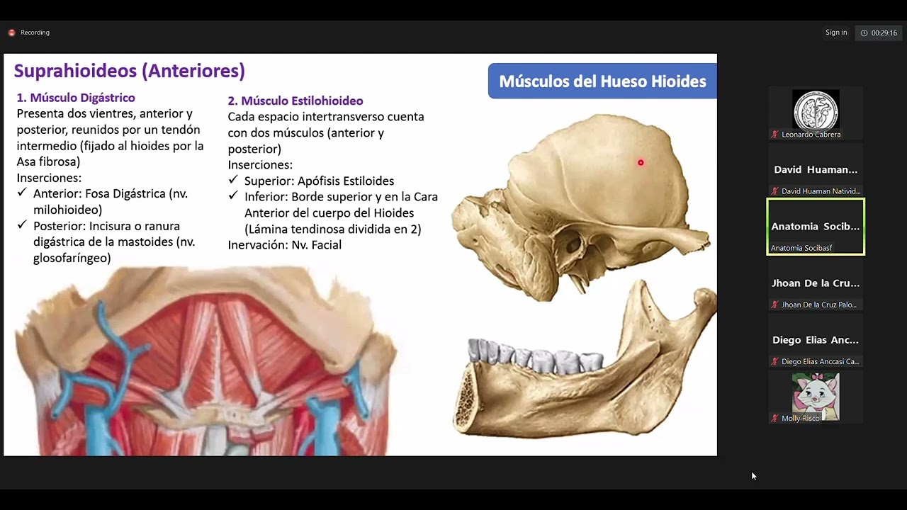 INTRODUCTORIO- ANATOM&Iacute;A - TRI&Aacute;NGULOS DEL CUELLO