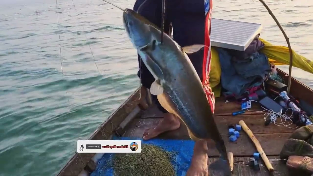 মাছ ধরার ভিডিও