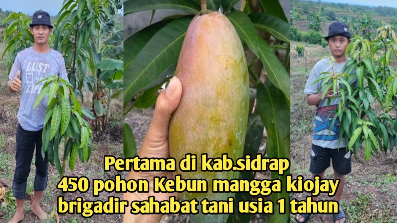 Pertama di kab.sidrap 450 pohon Kebun mangga kiojay brigadir sahabat tani usia 1 tahun