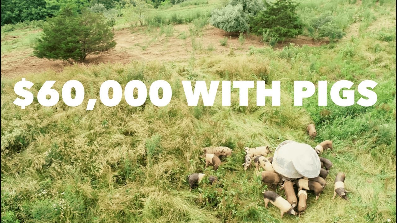 How Polyface Makes $60,000/year on 20 Acres with Pigs