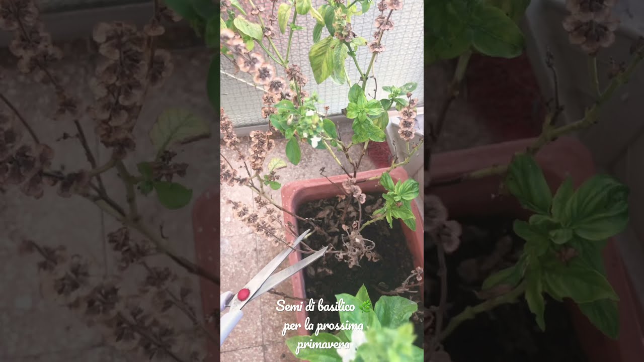 🌿 Come raccogliere i SEMI DI BASILICO e conservarli