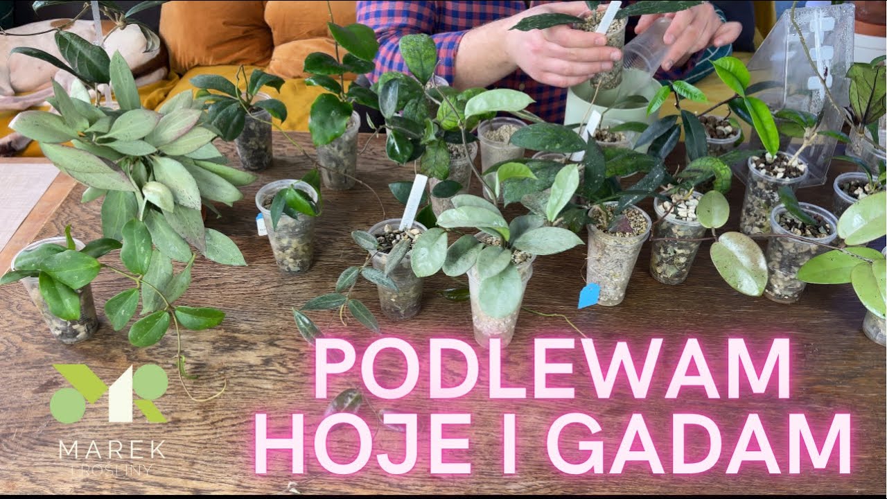 Podlewam hoje i gadam o nich i nie tylko😉