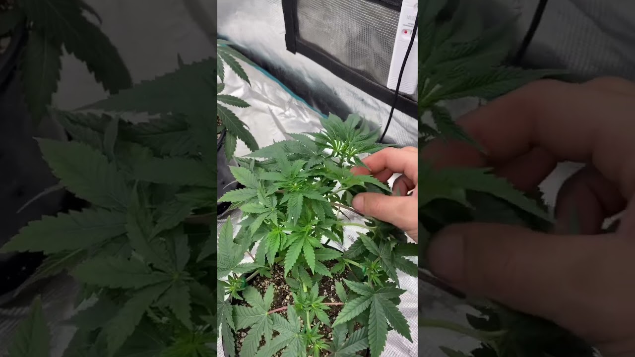 Little update on the Pre 98 Bubba Kush @Chi_Towngrower420
