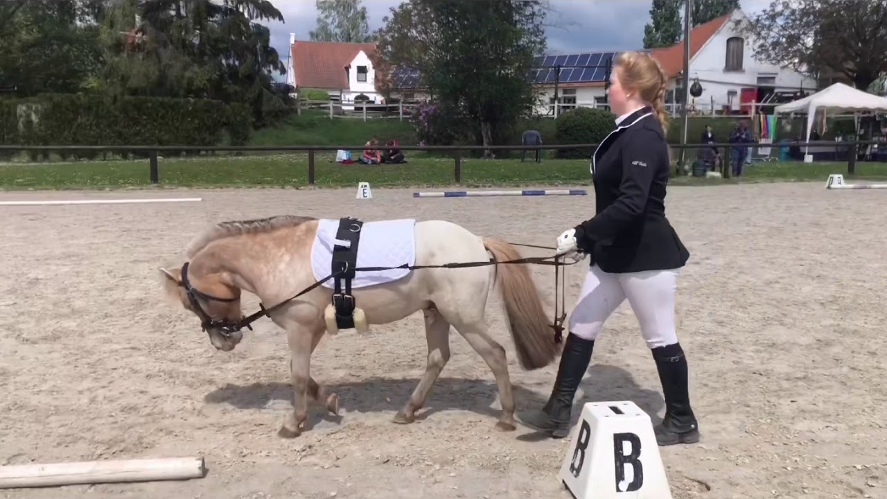 Journée de concours au Haras des Avelines « première sortie extérieur »