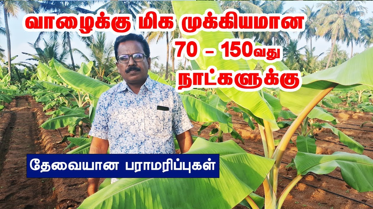 வாழையின் 70 -150வது நாட்களுக்கு தேவையான  உரங்கள், மருந்துகள் | Banana high yield Techniques
