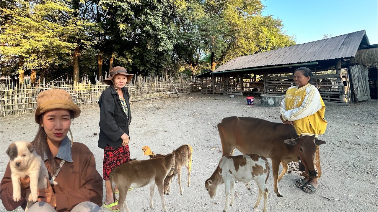 มาดูวัวที่ฝากเลี้ยงถึงกับตกใจ ออกลูกพร้อมกัน3ตัว ออกแม่แผ่ลูกดีมาก🇱🇦