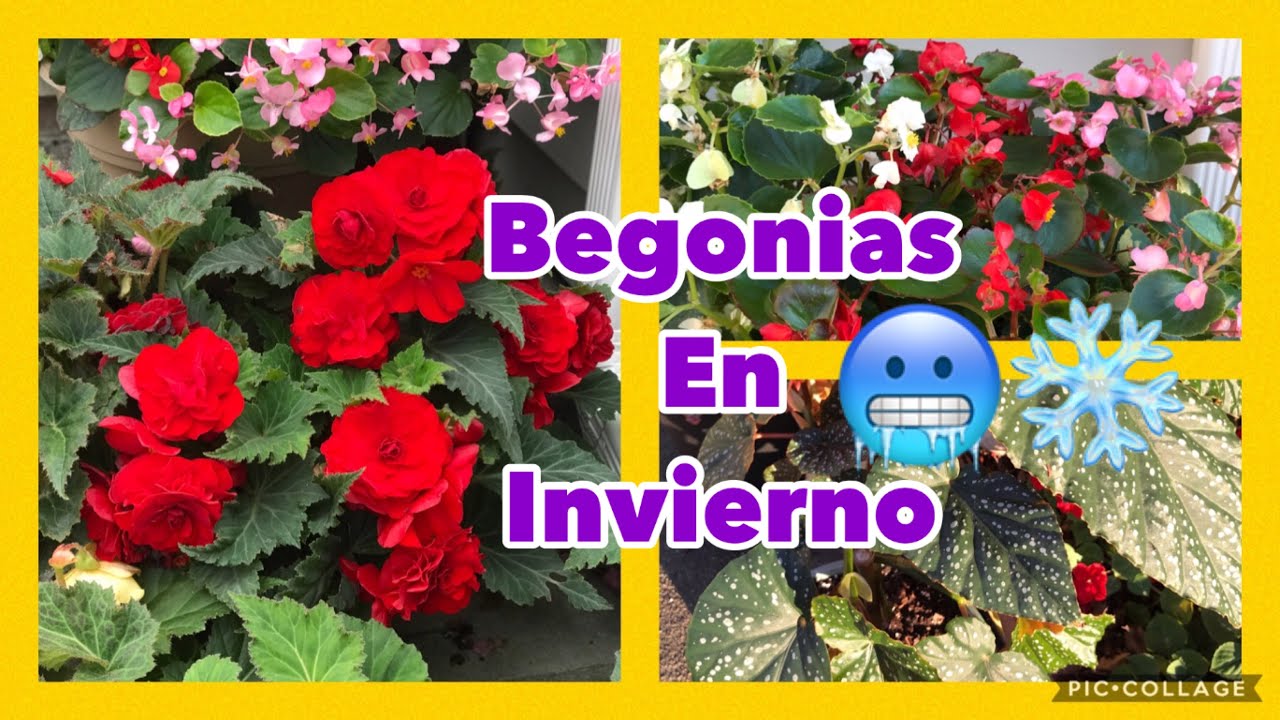 Como PROTEGER las BEGONIAS en INVIERNO