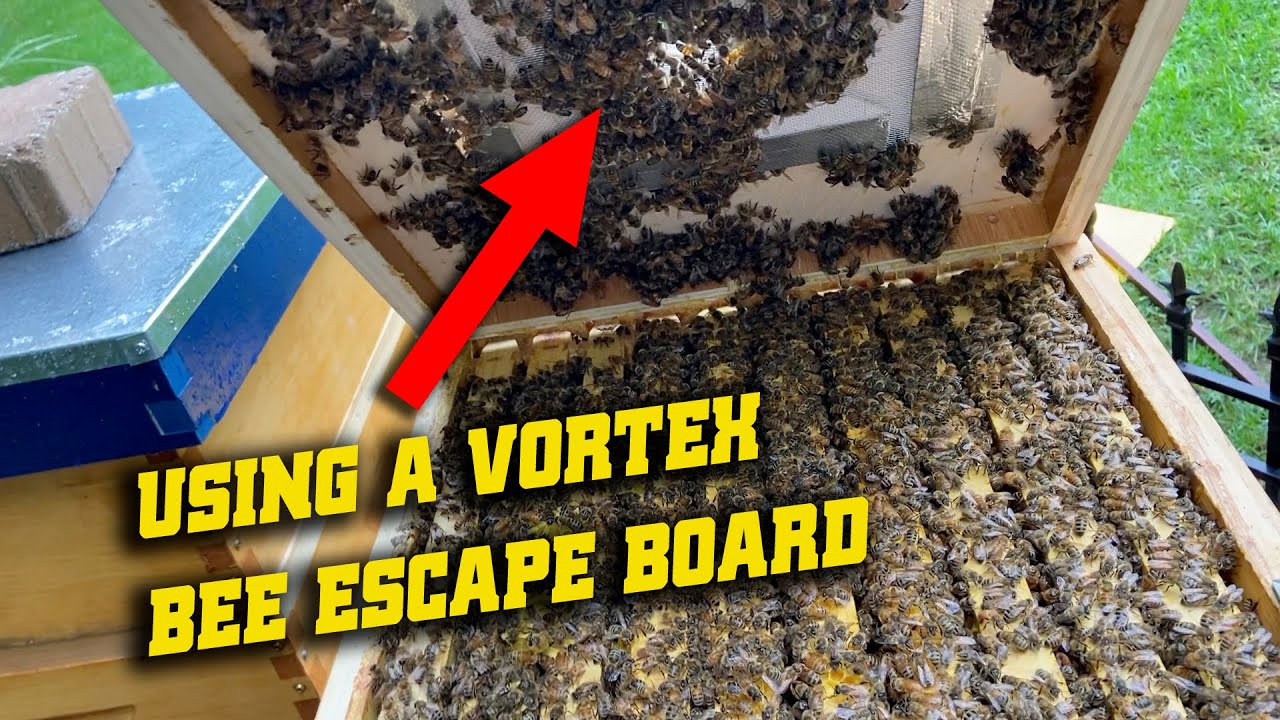 Testing my home made vortex bee escape board to clear honey supers
