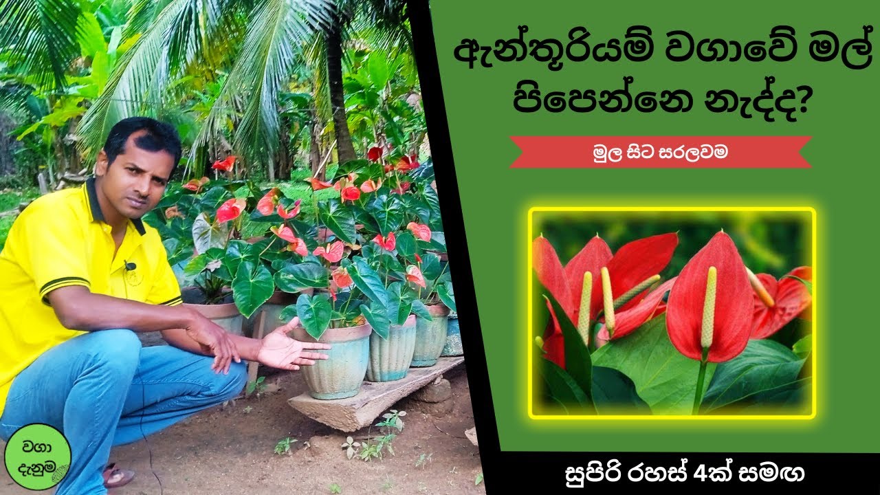 ඔබගේ ඇන්තූරියම් වගාවේ පත්‍ර විතරද මල් පිපෙන්නෙ නැද්ද? මෙන්න විසඳුම  |  වගා දැනුම  #ඇන්තූරියම්