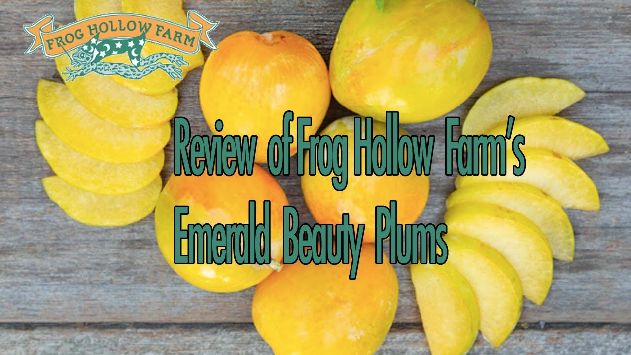 Review of Frog Hollow Farms Emerald Beauty Plums