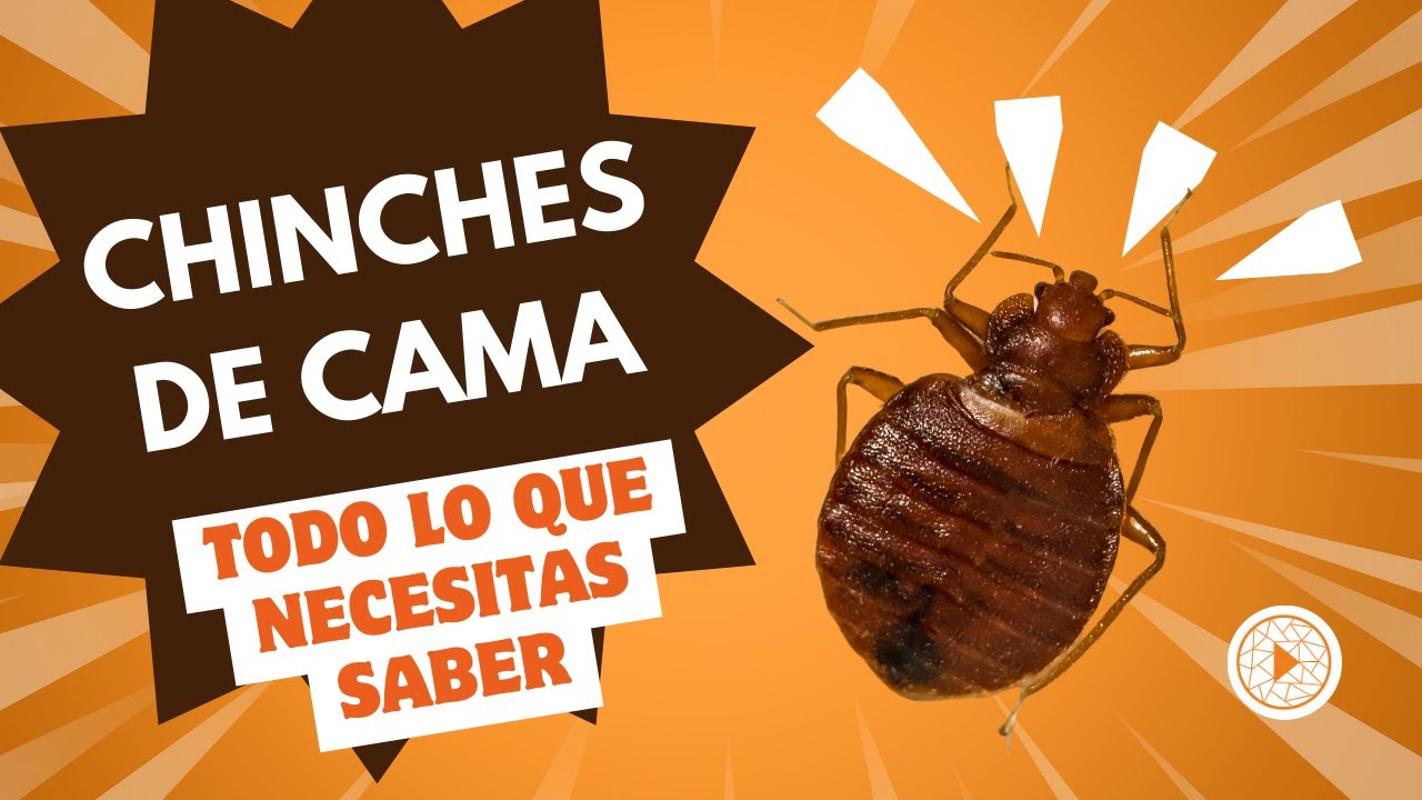 CHINCHES DE CAMA | ¿Qué debes saber para detectar y controlar sus picaduras?