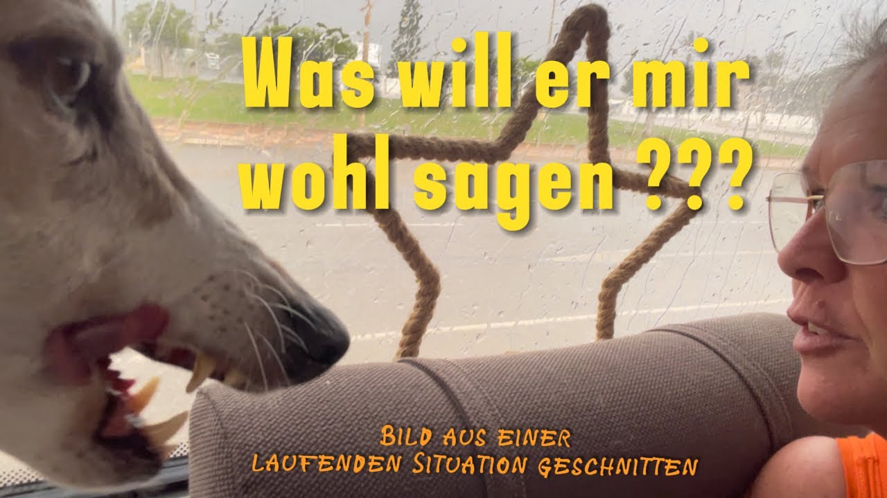 Meine derzeitigen Gedanken! mit dem Wohnmobil in Spanien🇪🇸🚐#lebenimwohnmobil #vlog #rescuedog