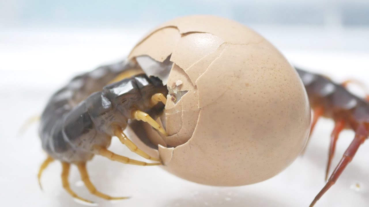 ムカデに孵化直前の卵を殻ごとあげた結果…