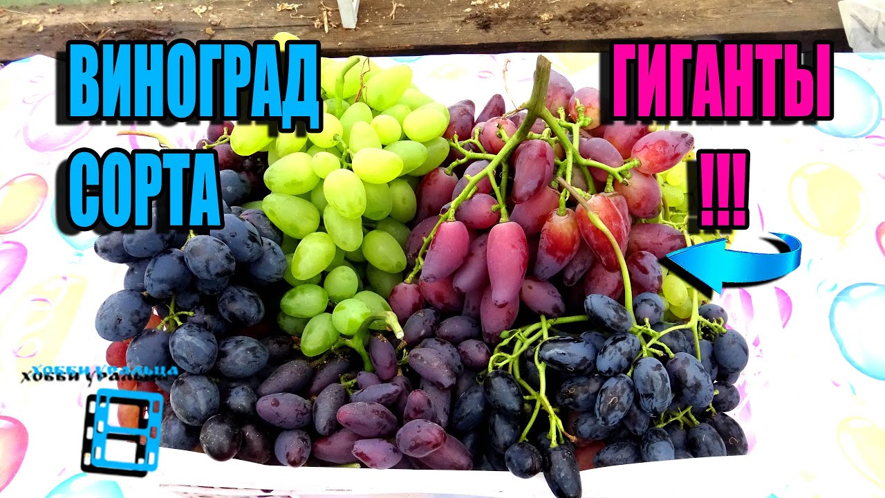 КРУПНОПЛОДНЫЕ СОРТА ВИНОГРАДА (ГИГАНТЫ) НА НАШЕМ ВИНОГРАДНИКЕ. СЕВЕРНЫЙ ВИНОГРАДНИК 22-49