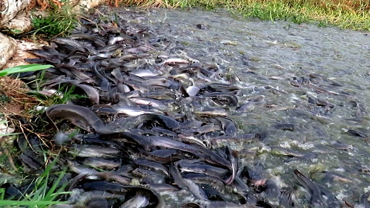 Hybrid Magur (Catfish) Feeding in Pond | Catfish Farming Business