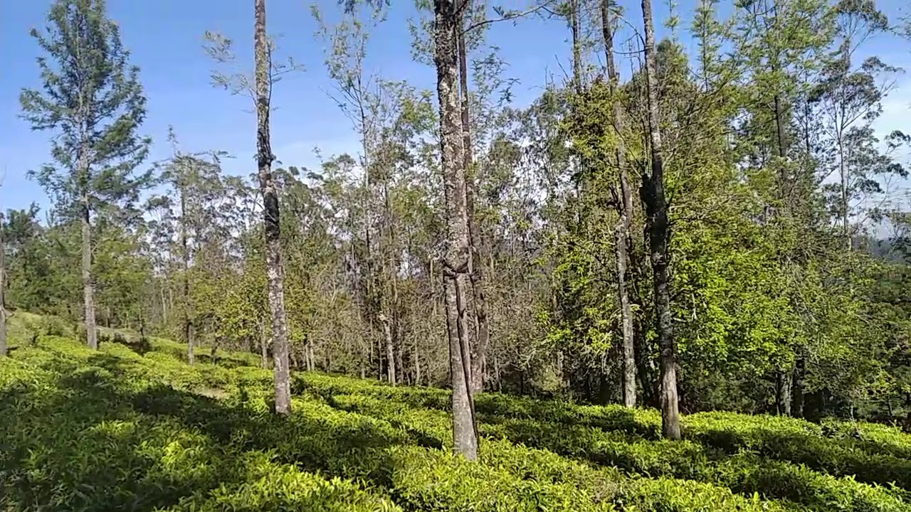 Tea Park Ooty| Udhagamandalam beauties| Tourist spot