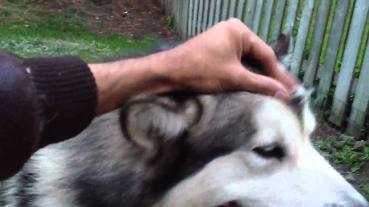 Loki - bored malamute.