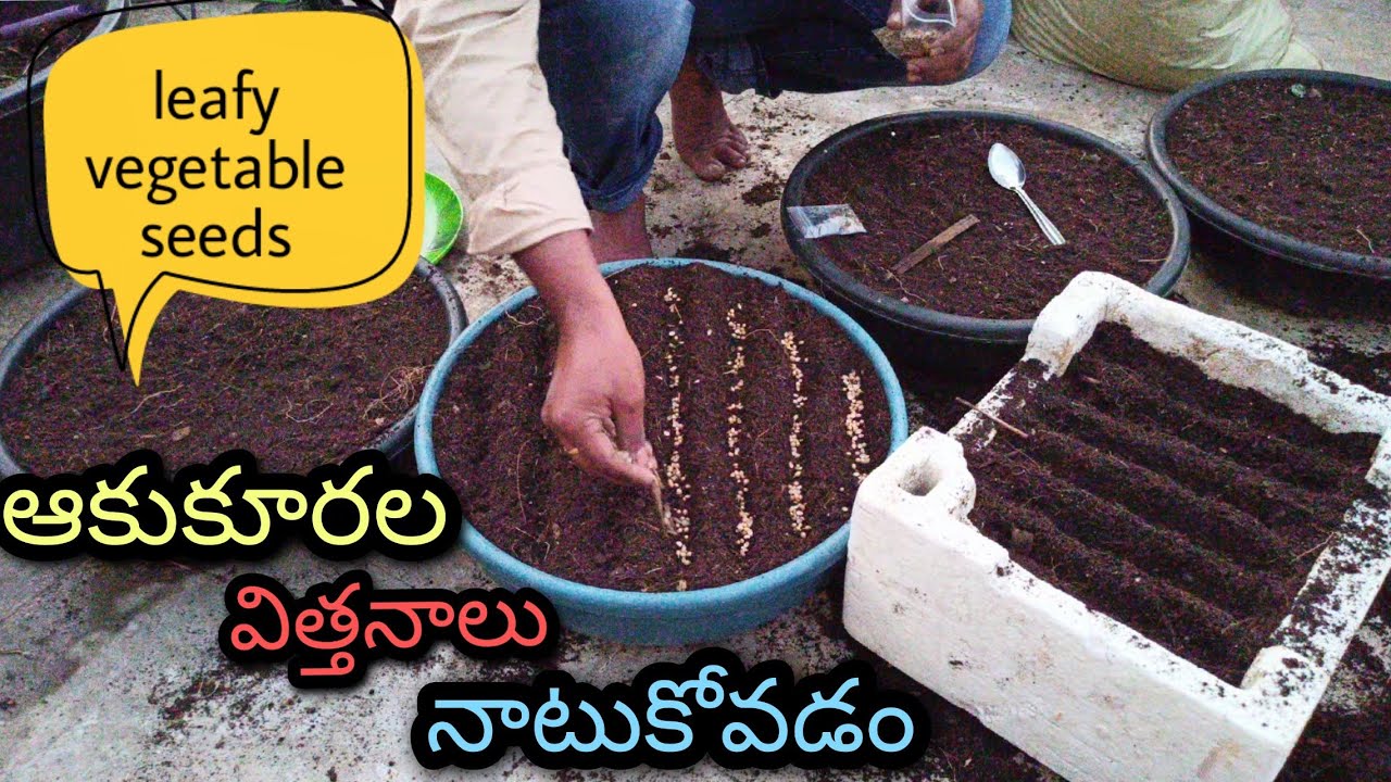 ఆకుకూరలు పెంచడం చాలా easy | quite easy to grow leafy vegetables #OrgGardener #seeds