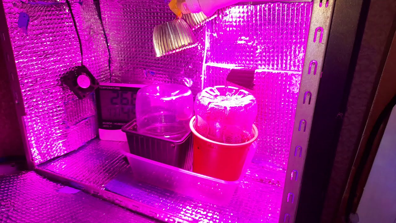 micro grow more northern lights auto and mystery seed 🌱